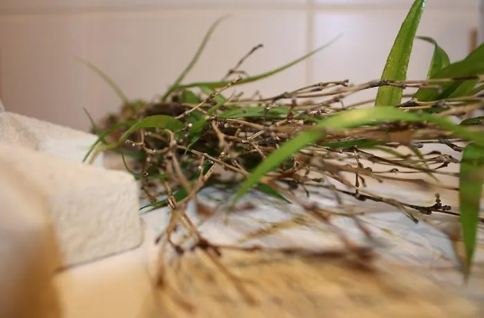 Lägenhet Haus Tannenblick - Joker Card Included In Summer Saalbach-Hinterglemm